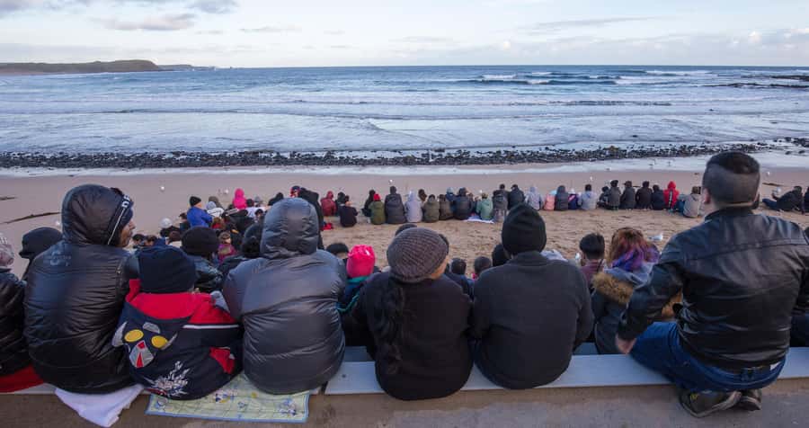 From Melbourne: Penguin Parade, Koalas & Kangaroos - Moonlit Sanctuary is the hands-on highlight