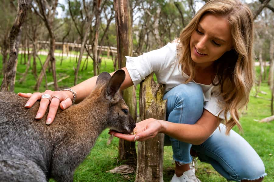 From Melbourne: Penguins and Wildlife Nature Day Tour - Key points at a glance
