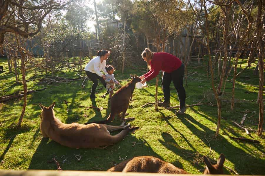 From Melbourne: Penguins and Wildlife Nature Day Tour - The Nobbies gives the day some ocean air