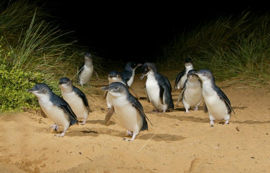 From Melbourne: Penguins and Wildlife Nature Day Tour - How to prepare for the weather and crowds