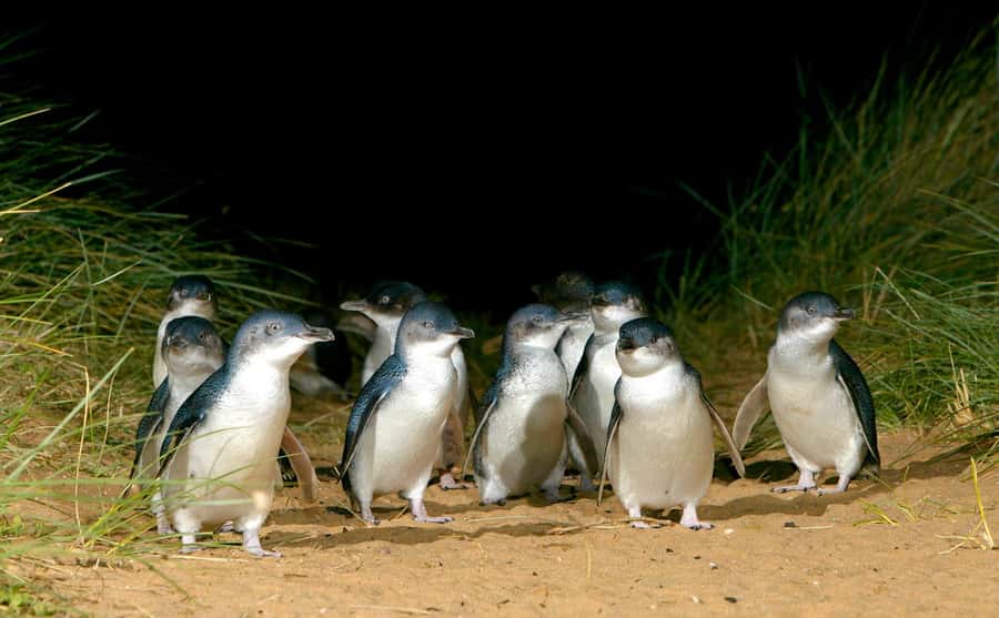 From Melbourne: Penguins and Wildlife Nature Day Tour - Moonlit Sanctuary: the friendliest first stop