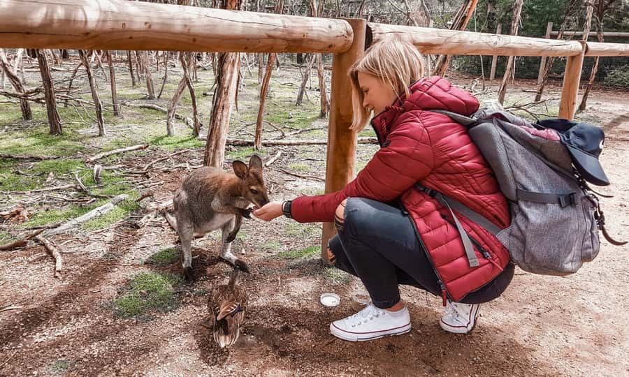 From Melbourne: Phillip Island Penguin Parade Eco Tour - Key points to know before booking