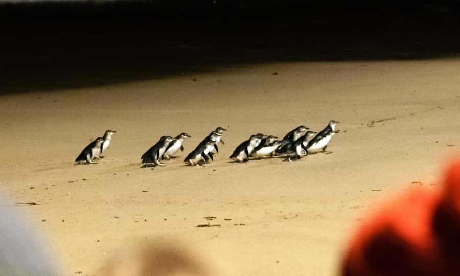 From Melbourne: Phillip Island Penguin Parade Eco Tour - Moonlit Sanctuary brings you close to Australian wildlife
