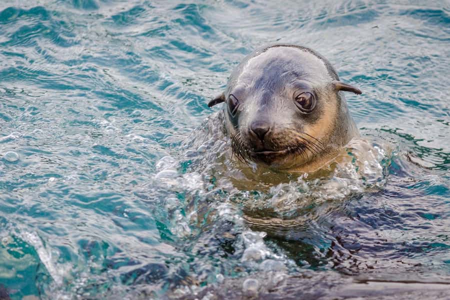 From Melbourne: Phillip Island Penguin Parade Express Tour - Why the penguin parade works so well