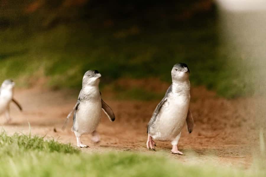 From Melbourne: Phillip Island Penguin Parade Express Tour - Cowes, dinner, and the seasonal rhythm