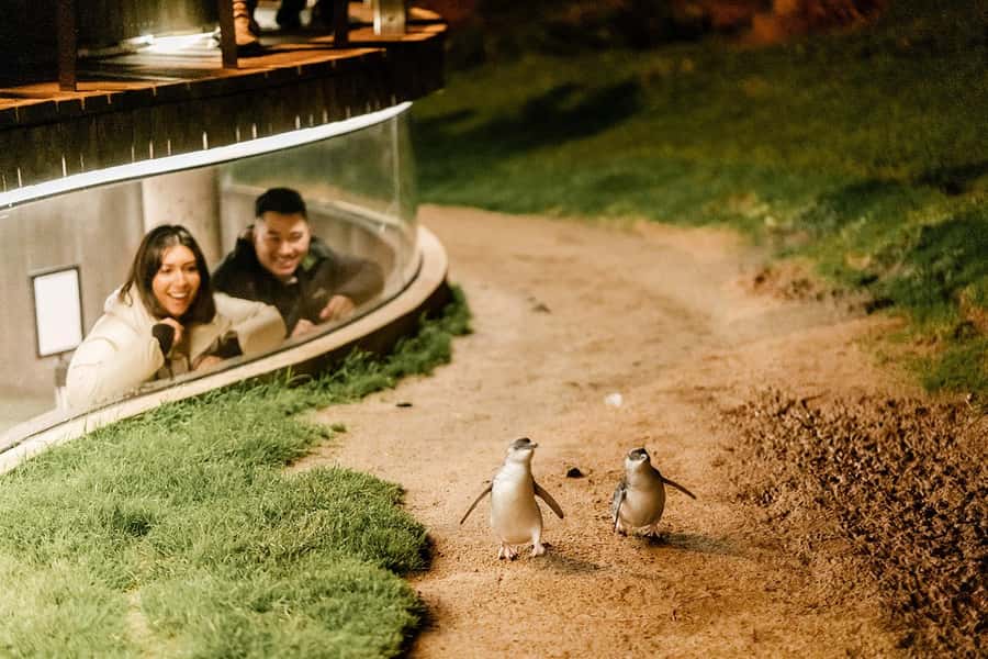 From Melbourne: Phillip Island Penguin Parade Express Tour - Choosing your penguin viewing area