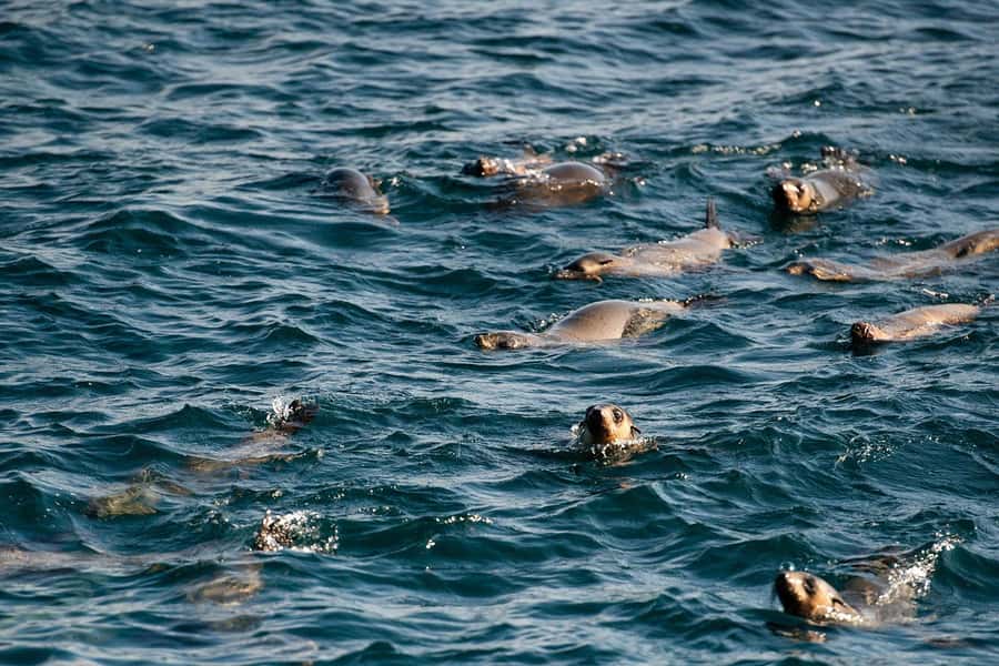 From Melbourne: Phillip Island Penguin Parade Express Tour - Leaving Melbourne for the Bass Coast