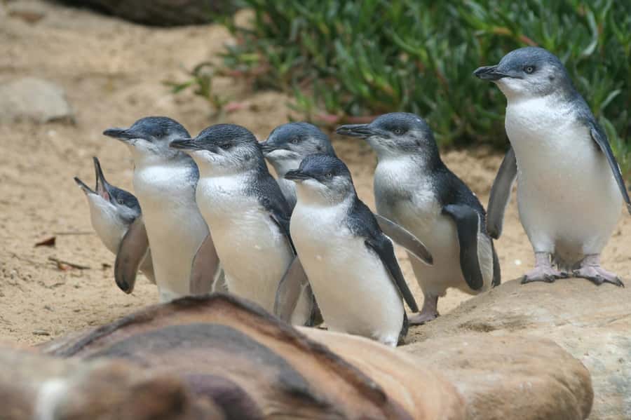 From Melbourne: Phillip Island Penguin Parade & Koalas Tour - The day is long, but the schedule is carefully built