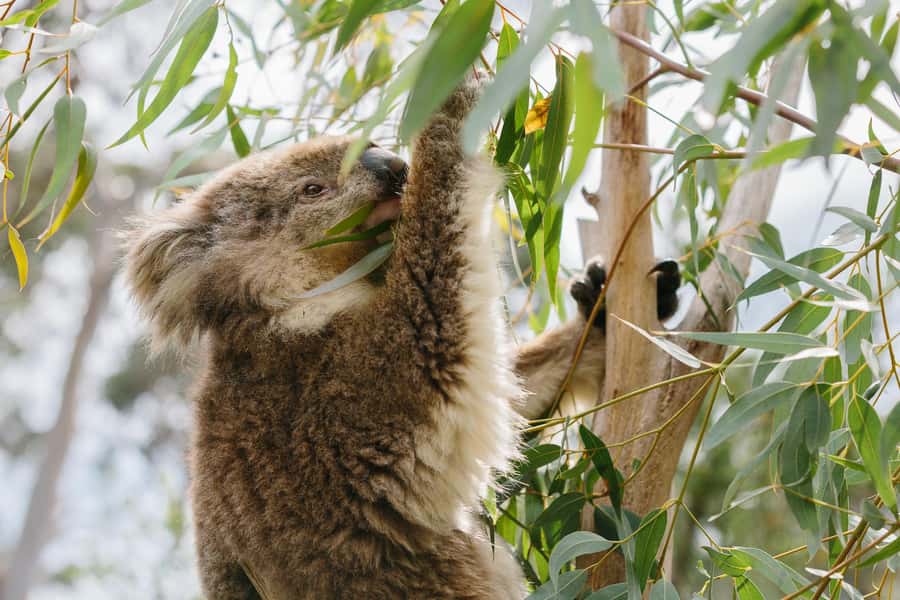 From Melbourne: Phillip Island Penguin Parade & Koalas Tour - The Nobbies brings cliffs, ocean, and open space