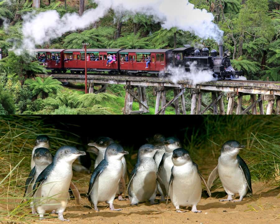 From Melbourne: Puffing Billy and Penguin Parade Combo Tour - Two Victorian highlights in one long day