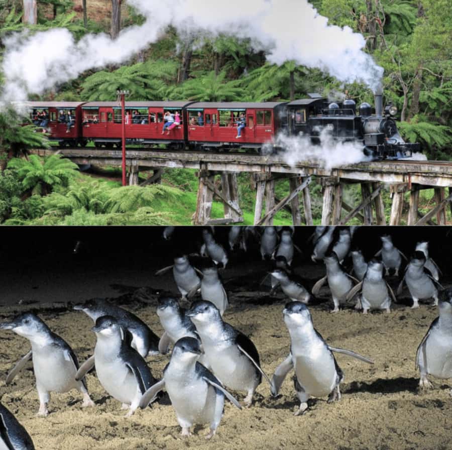 From Melbourne: Puffing Billy and Penguin Parade Combo Tour - What the guide adds to the day