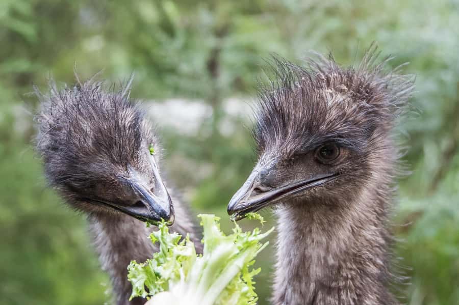 From Melbourne: Puffing Billy Steam Train & Wildlife Tour - Lakeside gives you a short pause