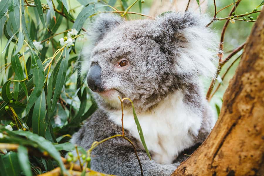 From Melbourne: Puffing Billy Steam Train & Wildlife Tour - Two hours with koalas and birds at Healesville Sanctuary