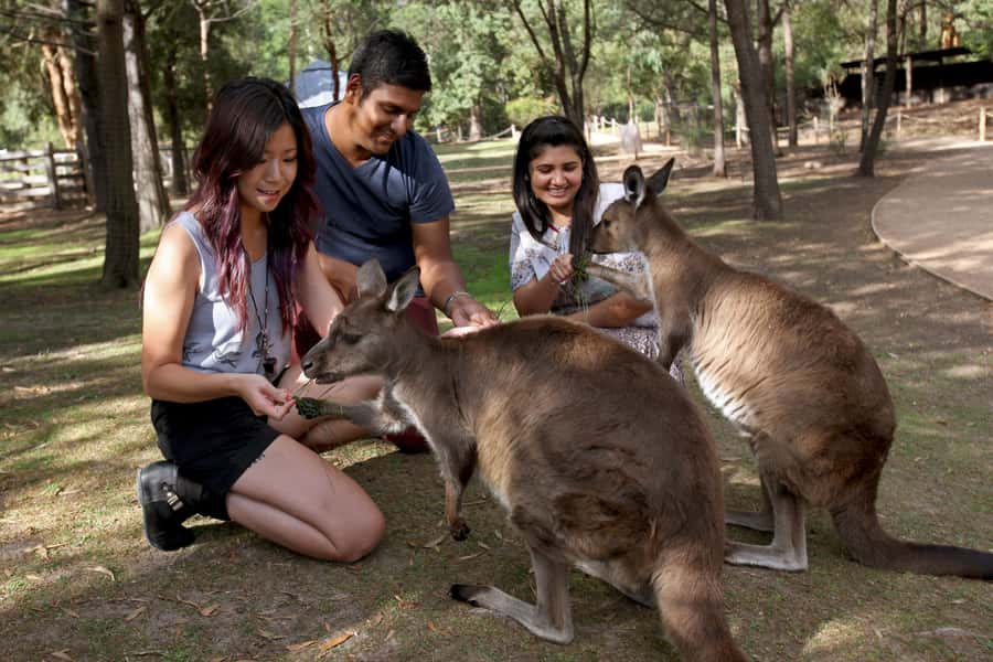 From Melbourne: Puffing Billy Steam Train & Wildlife Tour - Who will enjoy this day most