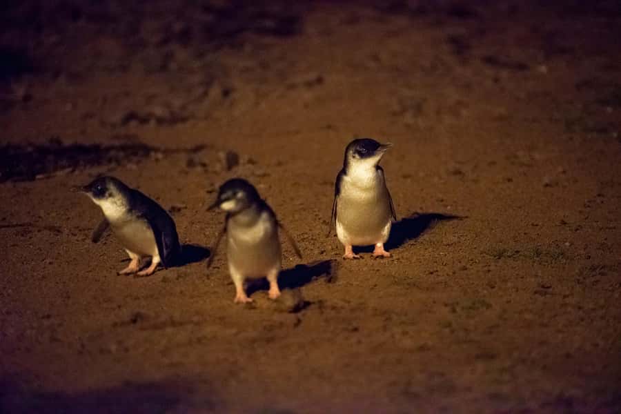 From Melbourne: Puffing Billy Train & Penguin Wildlife Tour - How the timing feels across 12 hours