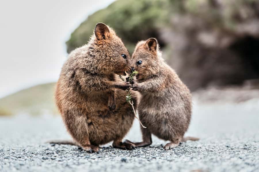 From Perth or Fremantle: Rottnest Island Ferry and Bus Tour - Choosing Perth or Fremantle for departure