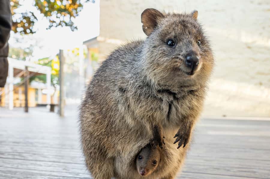 From Perth: Rottnest Island Full-Day Bike and Ferry Trip - How much can you cover in one day?