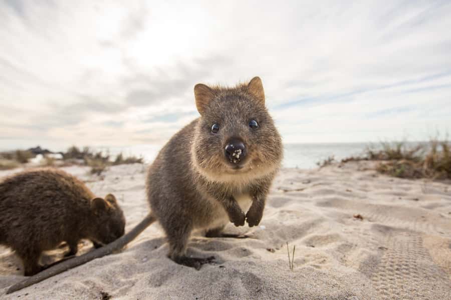 From Perth: Rottnest Island Grand Island Day Tour with Lunch - Key points to know before booking