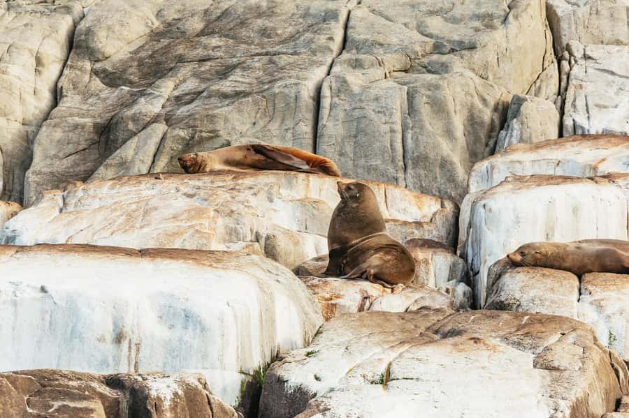From Port Arthur: Tasman Island Wilderness Cruise - Caves, arches, waterfalls, and blowholes