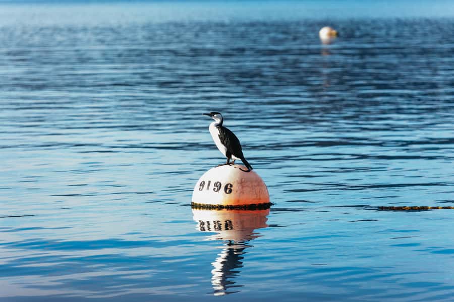 From Port Arthur: Tasman Island Wilderness Cruise - What the ride feels like from the boat