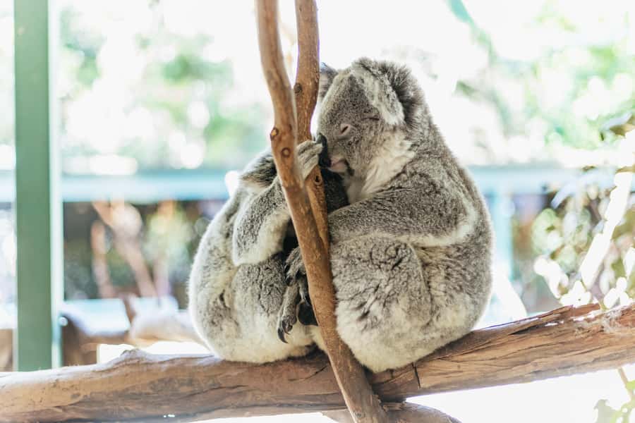 From Sydney: Blue Mountains Full-Day Trip - Key points at a glance