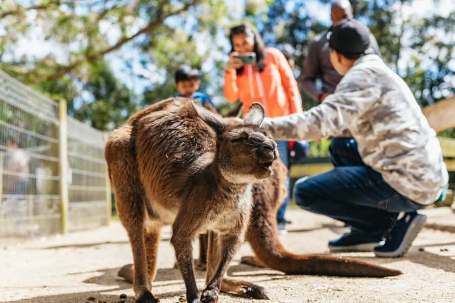 From Sydney: Blue Mountains Full-Day Trip - Scenic World puts three rides into one stop
