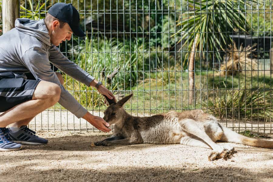 From Sydney: Blue Mountains Full-Day Trip - Featherdale Wildlife Park: your most hands-on stop