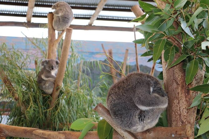From Sydney: Blue Mountains with Zoo, Koala Photo & Scenic World - Echo Point delivers the Three Sisters moment