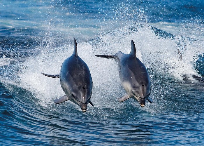 Full-Day Bruny Island Cruises Day Tour from Hobart - Lunch, timing, and the long road home