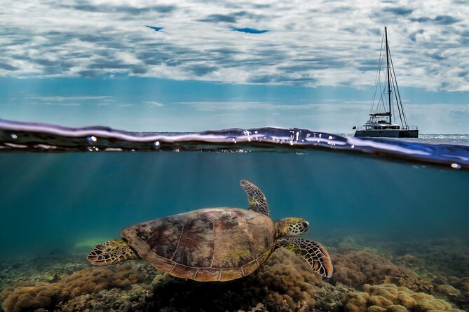 Full Day Low Isles Sailing & Snorkelling Cruise from Port Douglas - Who should book this cruise