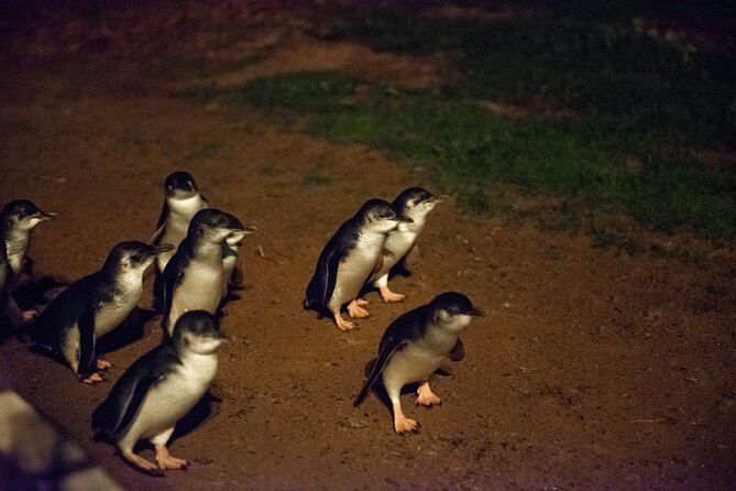 Full-Day Penguins and Wildlife Nature Experience from Melbourne - The Nobbies Centre and Bass Strait views