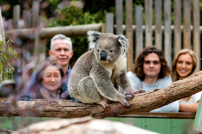 Full-Day Penguins and Wildlife Nature Experience from Melbourne - Watching the little penguins return