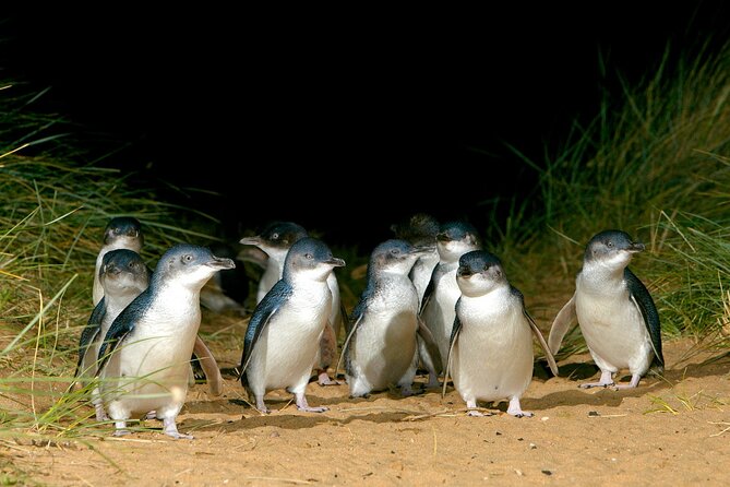 Full-Day Penguins and Wildlife Nature Experience from Melbourne - Meeting kangaroos at Moonlit Sanctuary