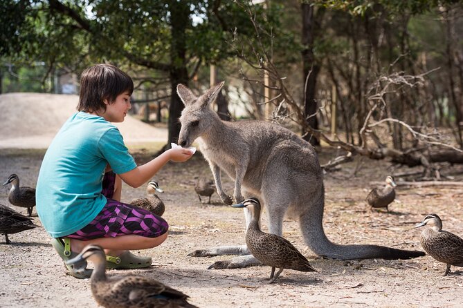 Full-Day Phillip Island Tour with Kangaroo, Koala and Penguin Parade - Why the penguin parade is worth the long day