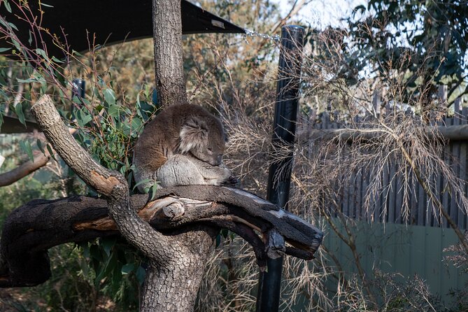 Full-Day Phillip Island Tour with Kangaroo, Koala and Penguin Parade - The Nobbies shows Phillip Island’s wild side