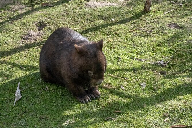 Full-Day Phillip Island Tour with Kangaroo, Koala and Penguin Parade - What to pack for the beach and the penguins