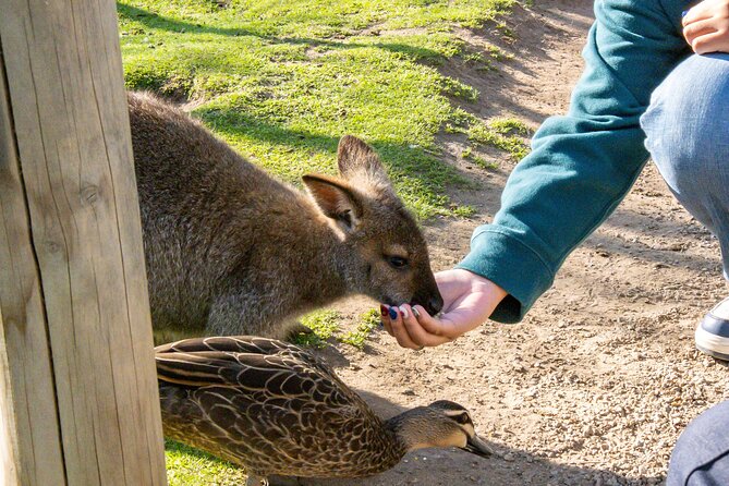 Full-Day Phillip Island Tour with Kangaroo, Koala and Penguin Parade - How the $104 price holds up