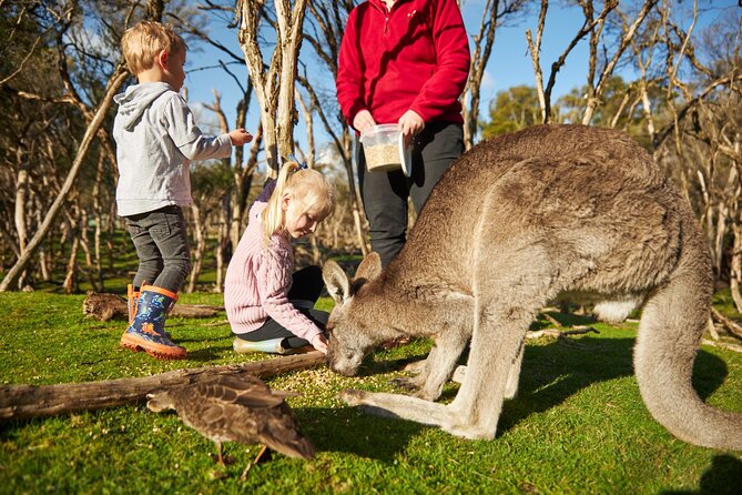 Full-Day Phillip Island Tour with Kangaroo, Koala and Penguin Parade - Woolamai Beach brings surf and open space