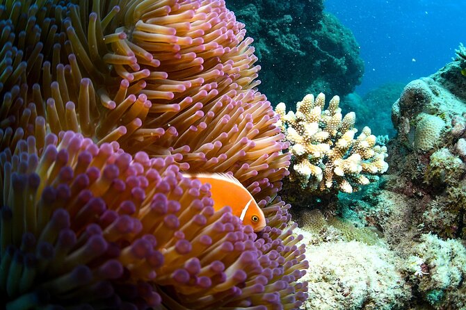 Full Day Reef Cruise and 10 Minute Helicopter Scenic Flight - Scuba choices for beginners and certified participants