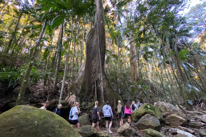 Glow-worms, Waterfalls & Rainforest Experience - Why the glowworms are the main event