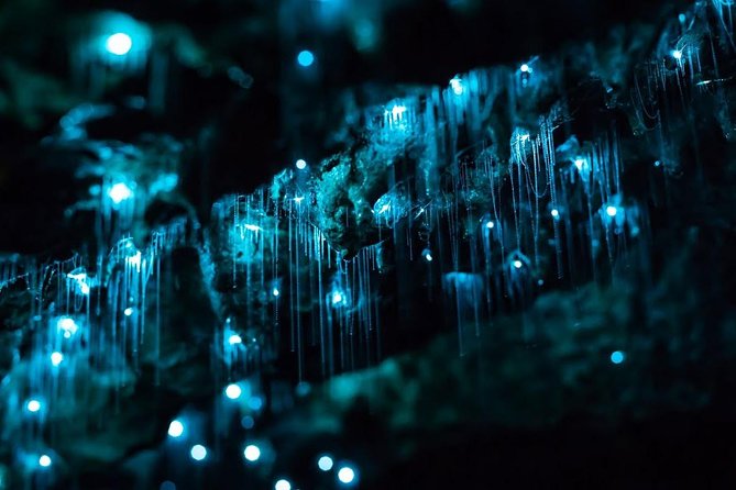 Glow-worms, Waterfalls & Rainforest Experience - Waterfalls, swimming holes, and a real rainforest walk