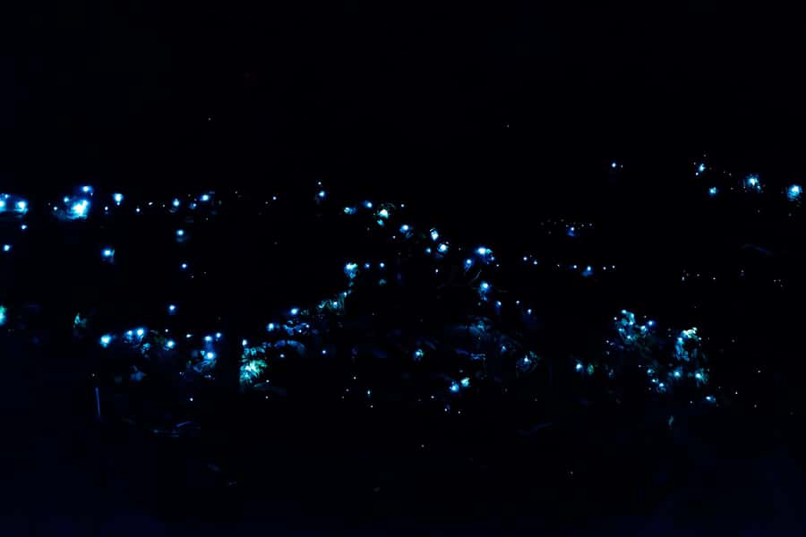 Gold Coast: Evening Rainforest and Glow Worm Experience - Key points at a glance