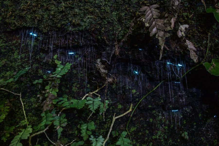 Gold Coast: Evening Rainforest and Glow Worm Experience - Why the rainforest is better after sunset