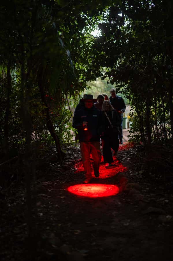 Gold Coast: Evening Rainforest and Glow Worm Experience - Cake, hot chocolate, and the mountain stop