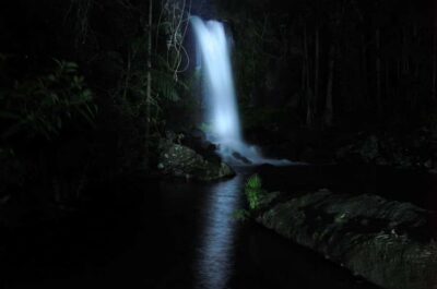 Evening Rainforest and Glow Worm Experience