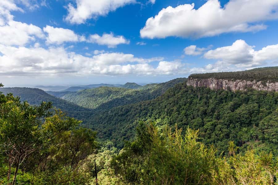 Gold Coast: Natural Bridge & Springbrook Waterfalls Tour - Wildlife watching on the road home