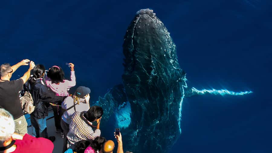 Gold Coast: Premium Whale Watching Cruise - Key points to know before you book
