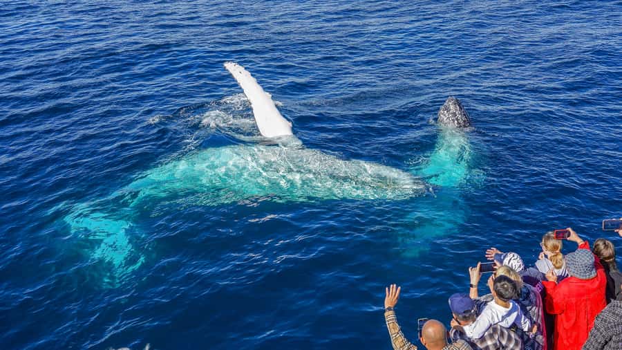 Gold Coast: Premium Whale Watching Cruise - Who will enjoy this cruise most