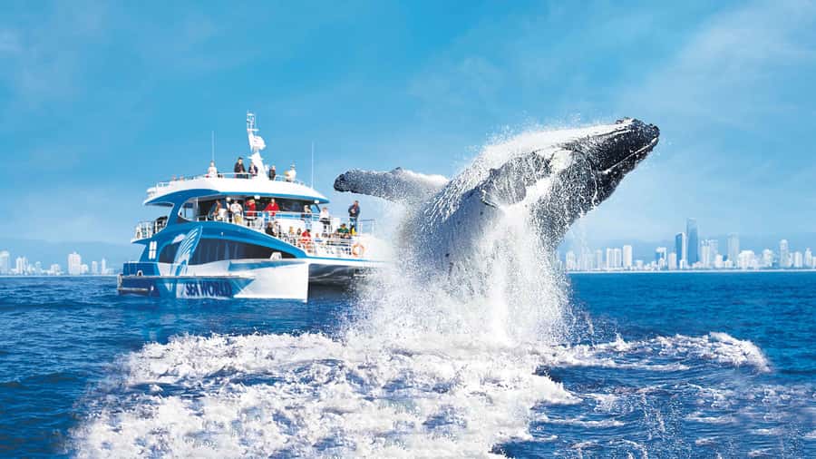 Gold Coast: Premium Whale Watching Cruise - Leaving Main Beach for the Humpback Highway