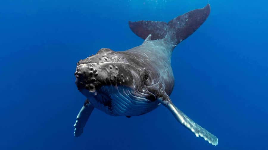 Gold Coast: Premium Whale Watching Cruise - Finding whales, dolphins, turtles, and seabirds